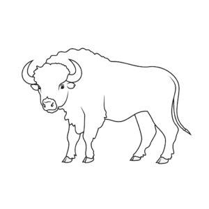 Disegno facile di bufalo