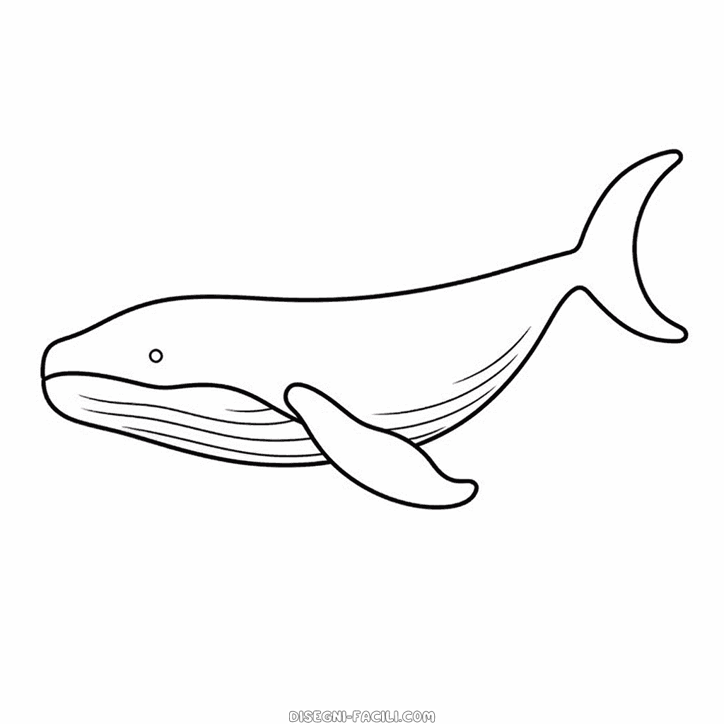 Disegno facile di megattera