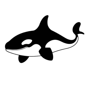 Disegno facile di orca