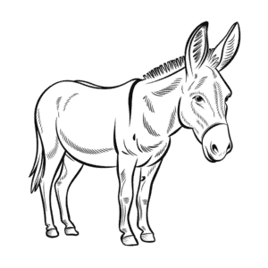 Disegno facile di Asino realistico